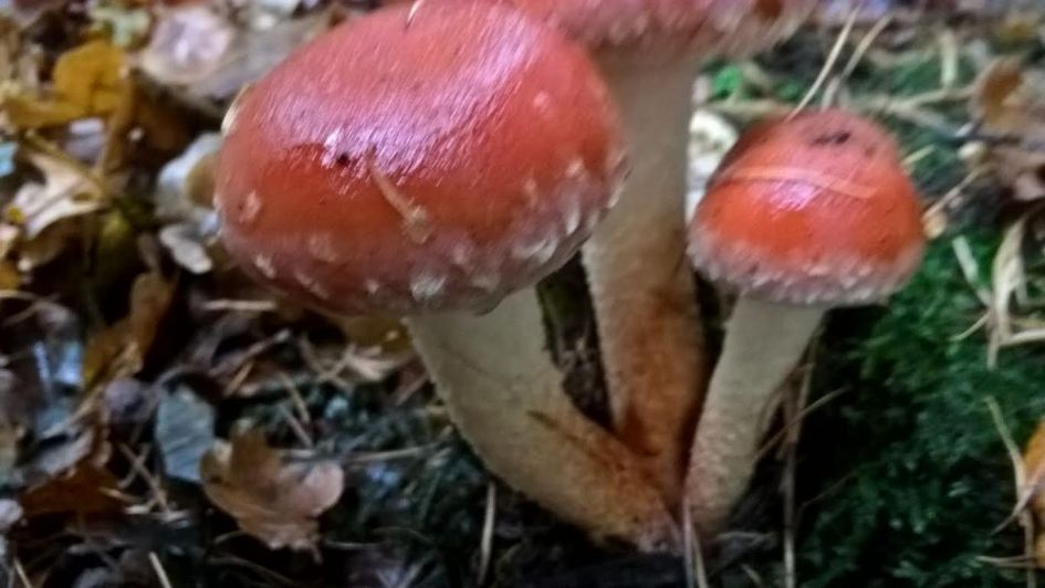 Welke paddenstoel is dit?